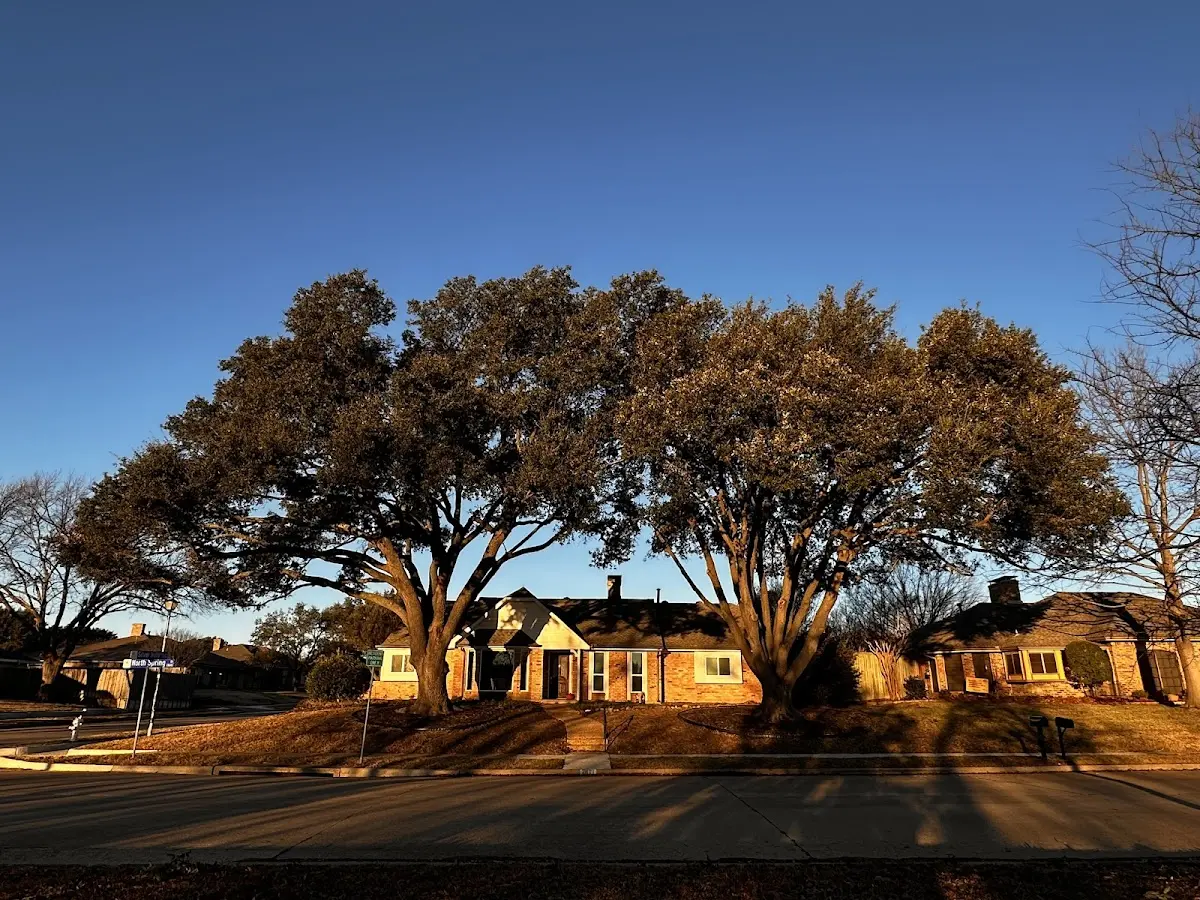 Established residential canopy tree shading a home in Silverton