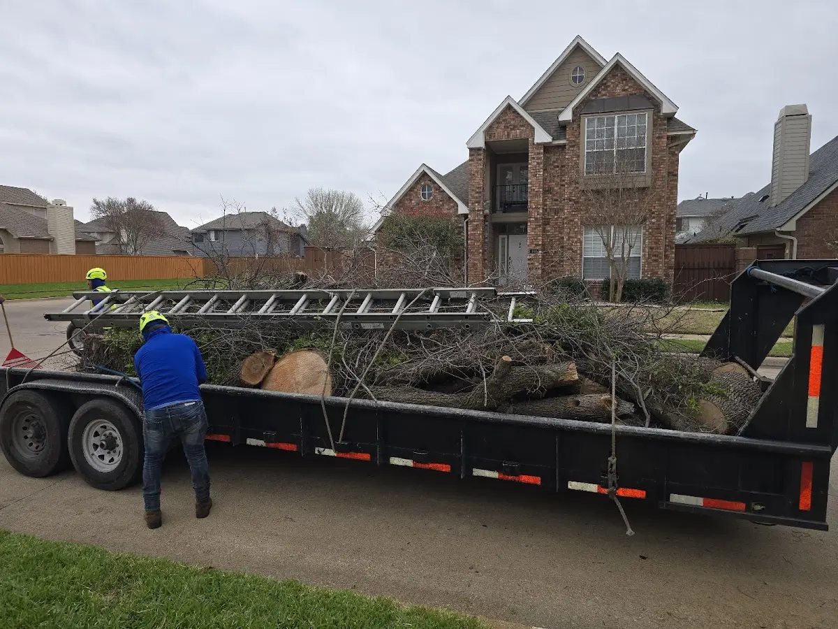 Expert Tree Removal with proper safety equipment in Silverton